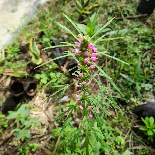 Leonurus japonicus Fiore