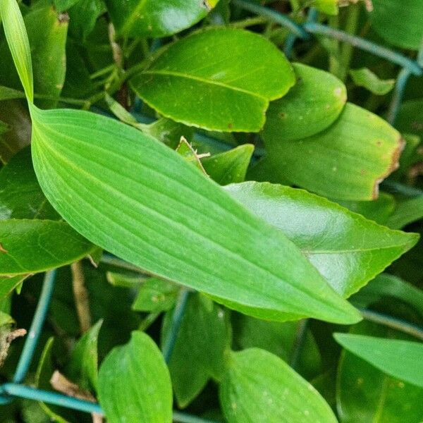 Alstroemeria psittacina Blatt