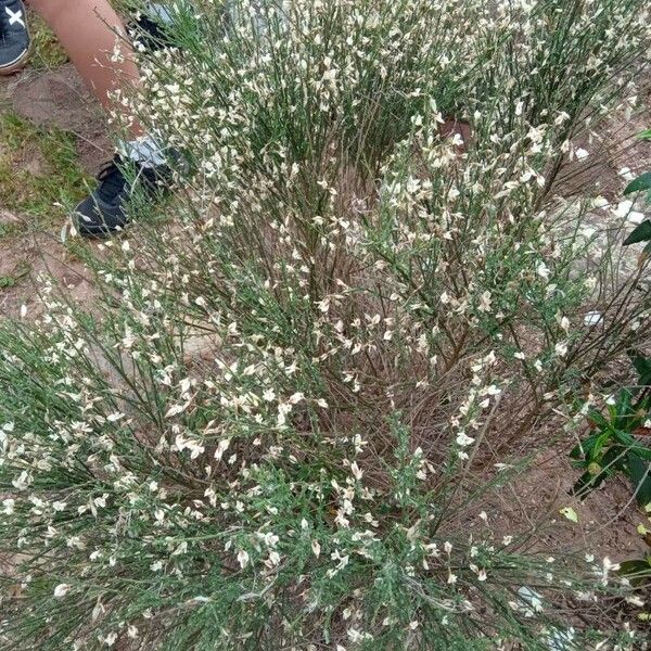 Cytisus multiflorus Blomst