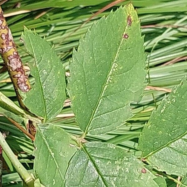 Rosa stylosa Blad