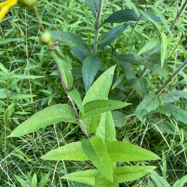 Silphium asteriscus Folha