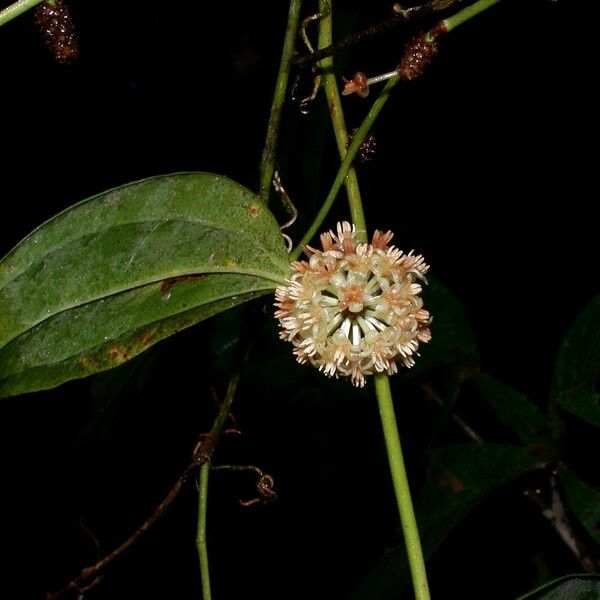 Smilax domingensis ᱮᱴᱟᱜ