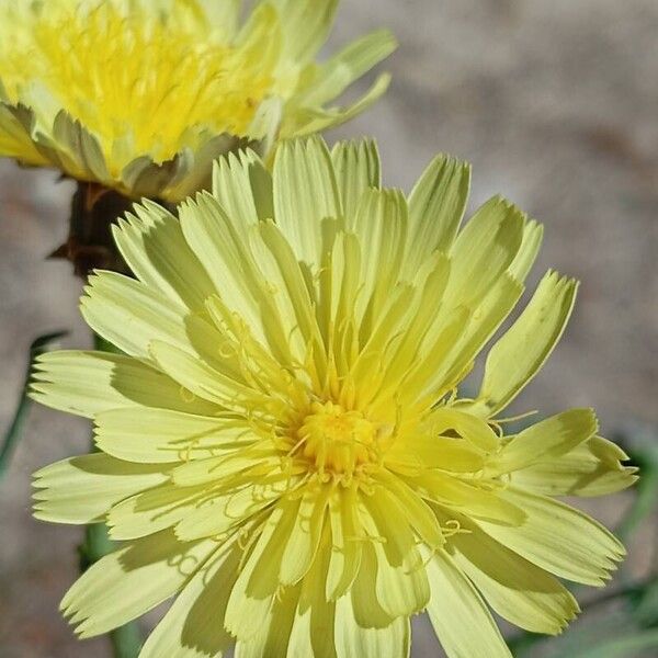 Malacothrix glabrata 花