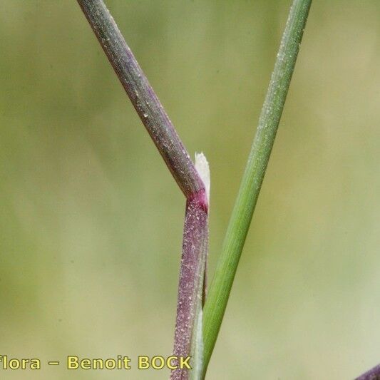 Poa glauca Φλοιός