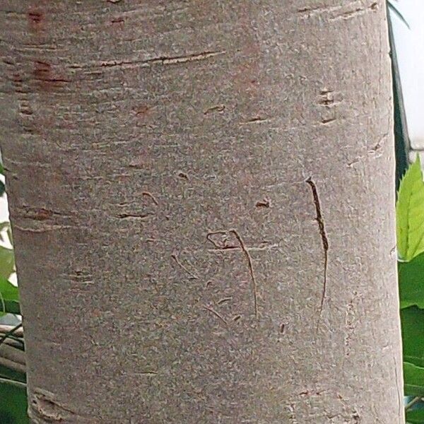 Cassia javanica چھال