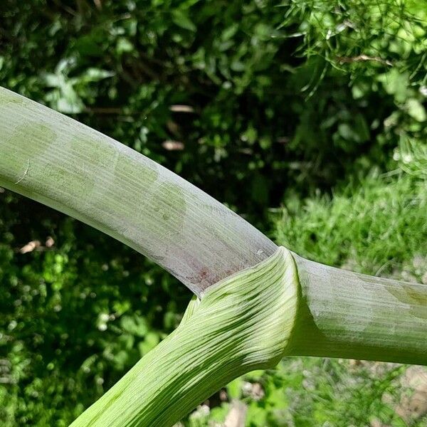 Ferula communis Rhisgl