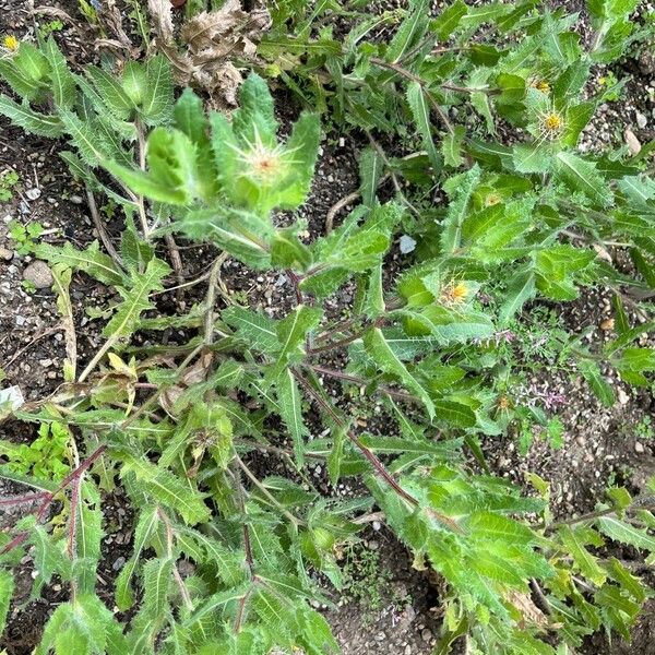 Centaurea benedicta موطن