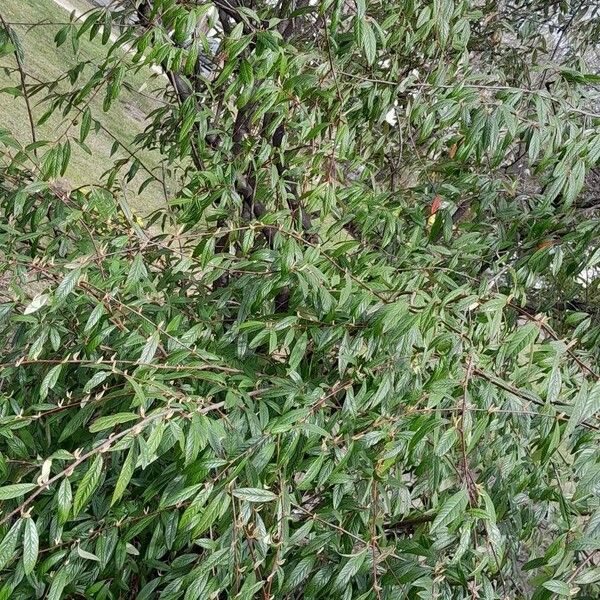 Cotoneaster salicifolius موطن