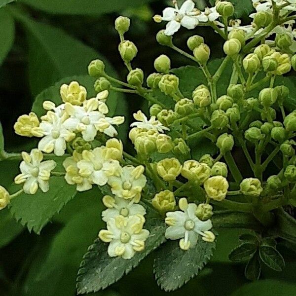 Sambucus canadensis Flower