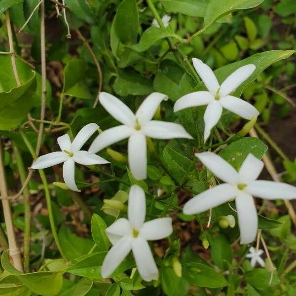 Jasminum azoricum Žiedas