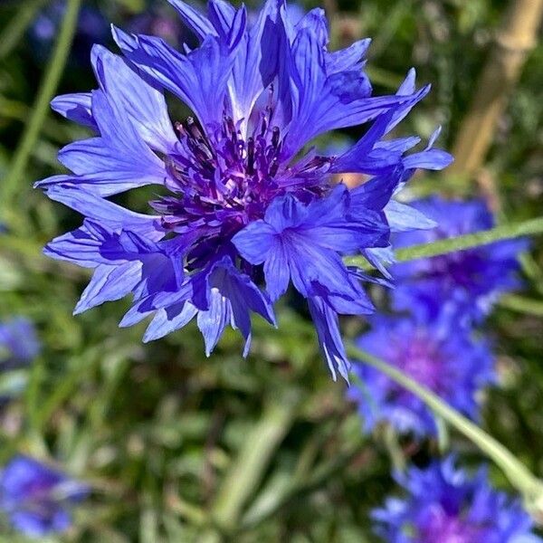 Centaurea cyanus 花