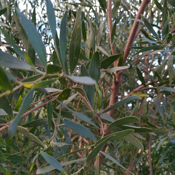 Acacia melanoxylon 叶