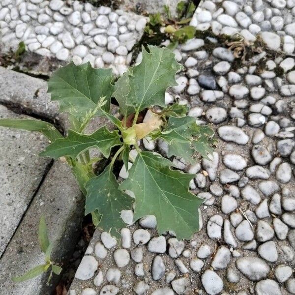 Datura stramonium Blatt