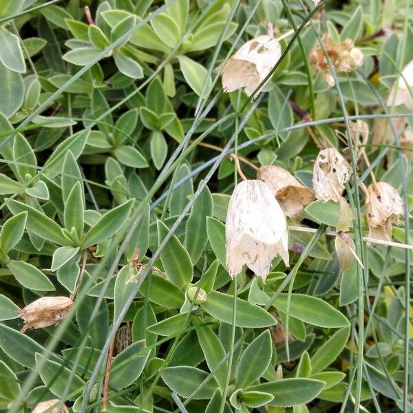 Silene uniflora പുഷ്പം