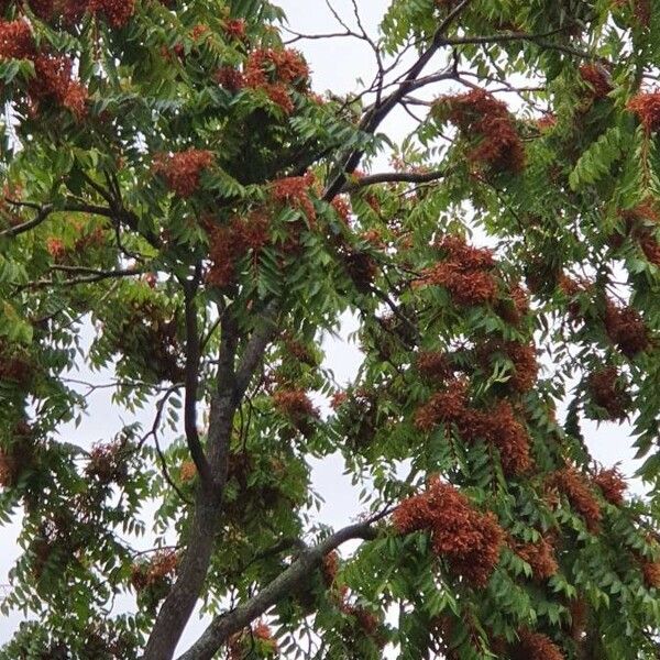 Rhus glabra Leaf