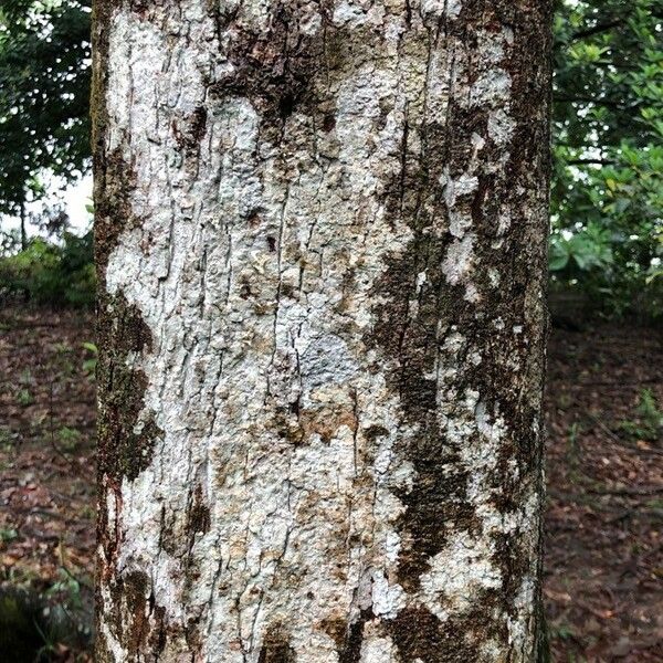 Sarcotheca monophylla Bark