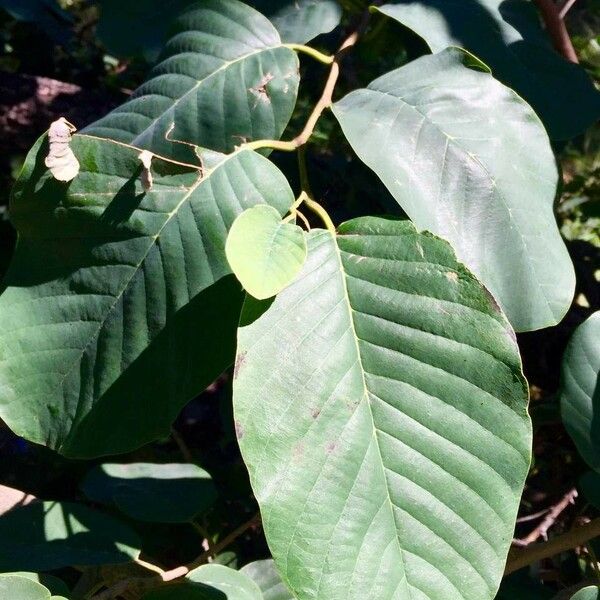 Annona senegalensis Frunză