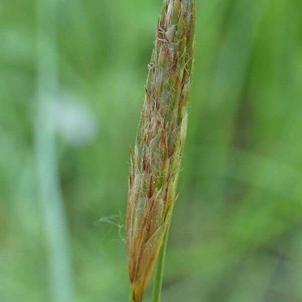 Carex hirta Frukt