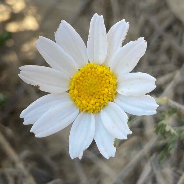 Anthemis maritima ফুল