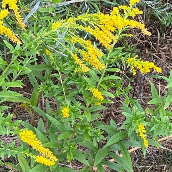 Solidago rugosa ᱵᱟᱦᱟ