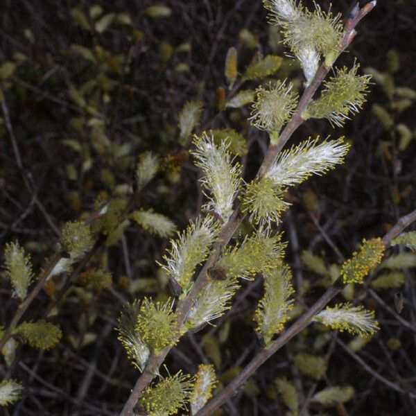 Salix sericea Habit