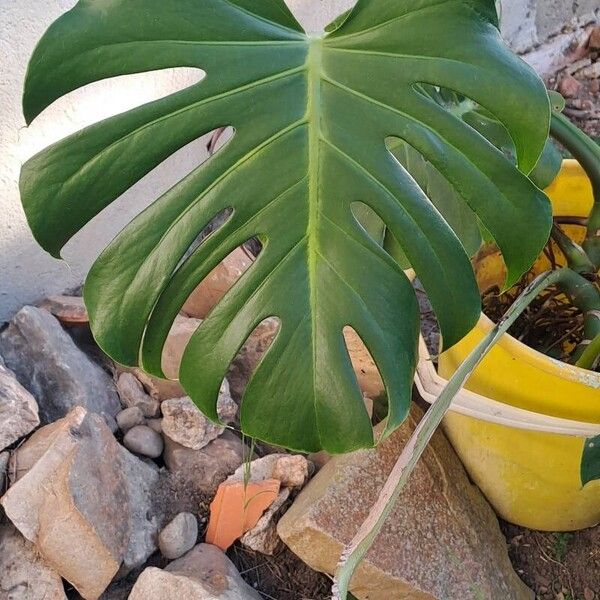 Monstera minima Liść