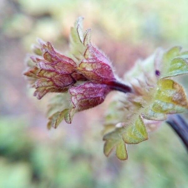 Lamium amplexicaule Feuille