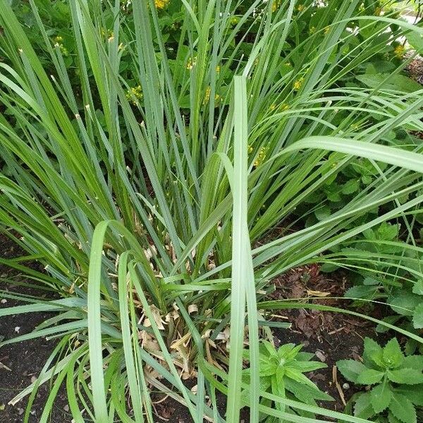 Cymbopogon nardus Leaf