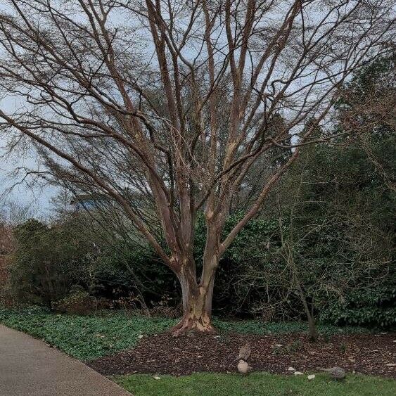 Vachellia xanthophloea Облик