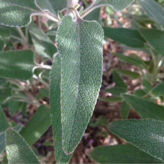 Phlomis purpurea Blatt