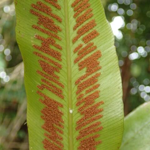 Asplenium africanum 葉