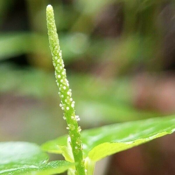 Peperomia pellucida Flor