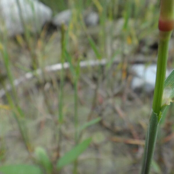 Polypogon viridis Yaprak