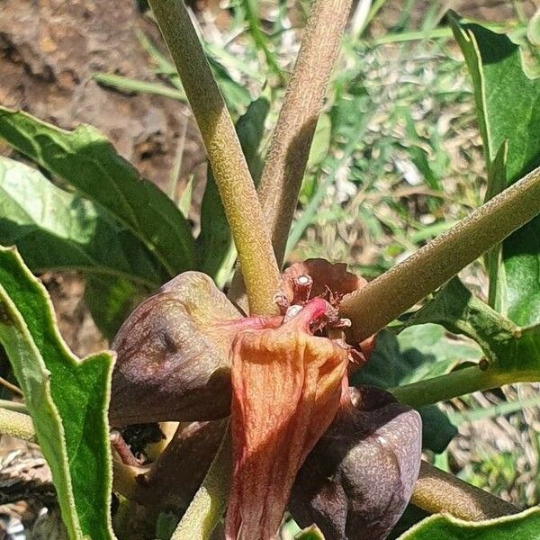 Adenia volkensii Altro