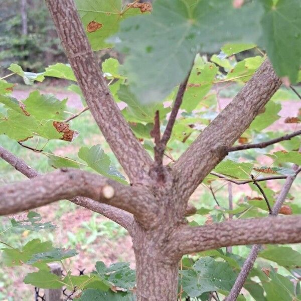 Acer opalus Koor