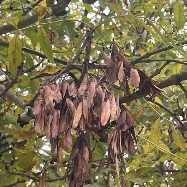 Fraxinus excelsior Fruitua