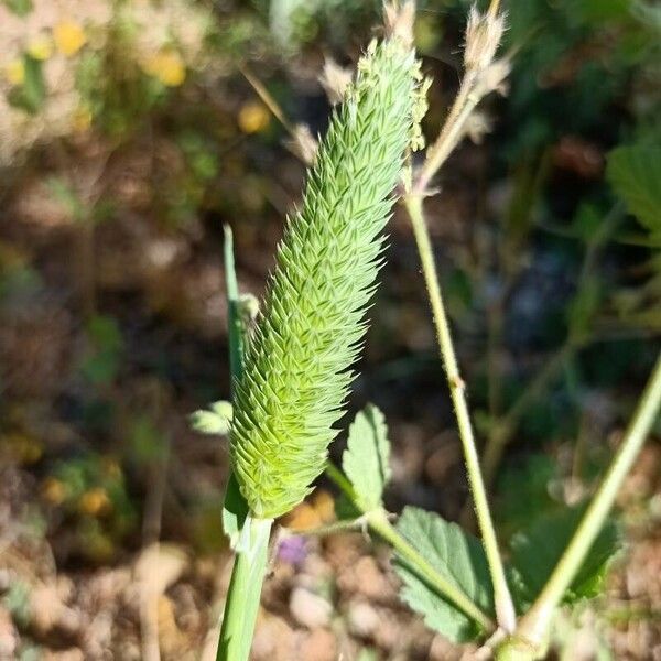 Phalaris minor Flower