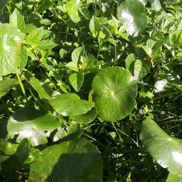 Hydrocotyle bonariensis Habit