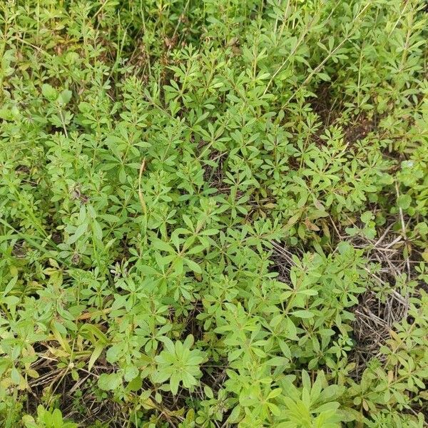 Galium aparine Deilen