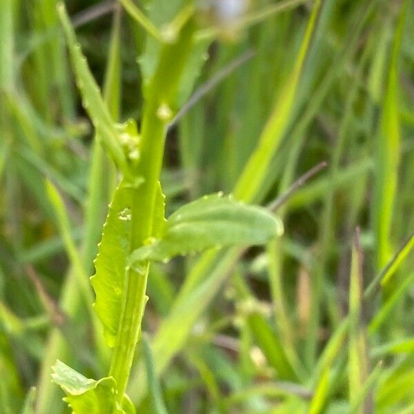 Thlaspi arvense Feuille