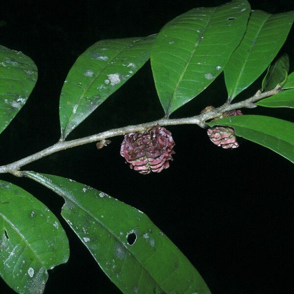 Neoptychocarpus apodanthus Hedelmä