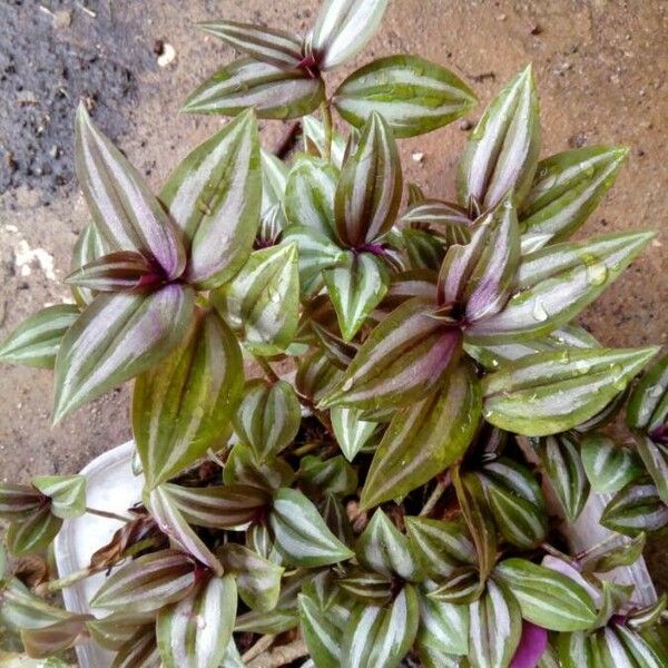 Tradescantia zebrina 葉