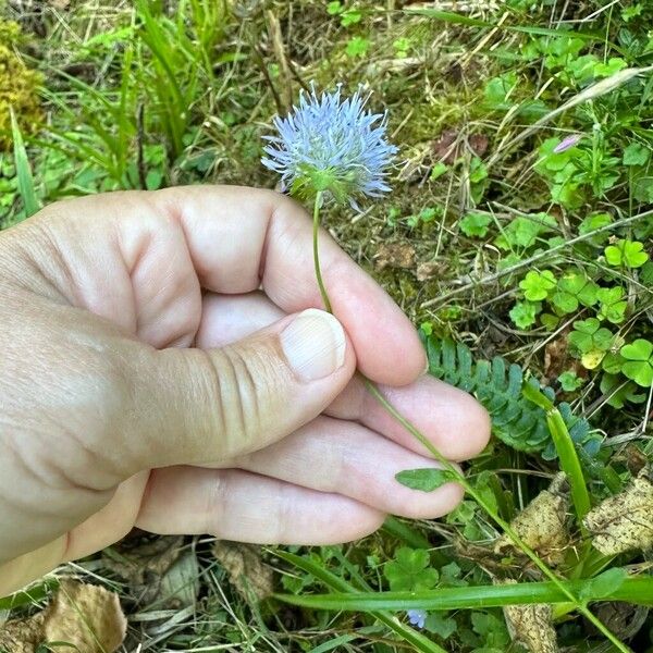 Jasione montana Kukka