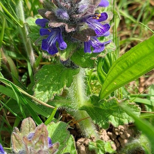 Ajuga genevensis Virág