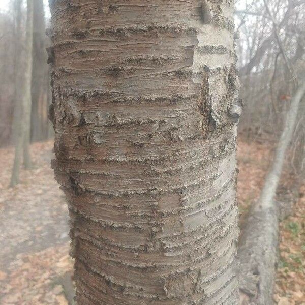 Betula alleghaniensis Kôra