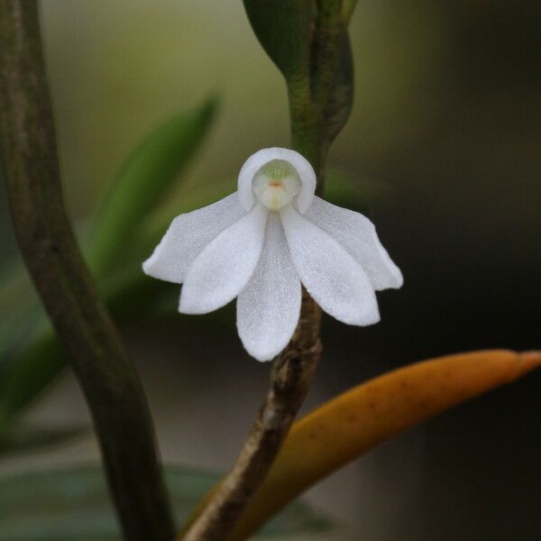 Afropectinariella pungens Floro