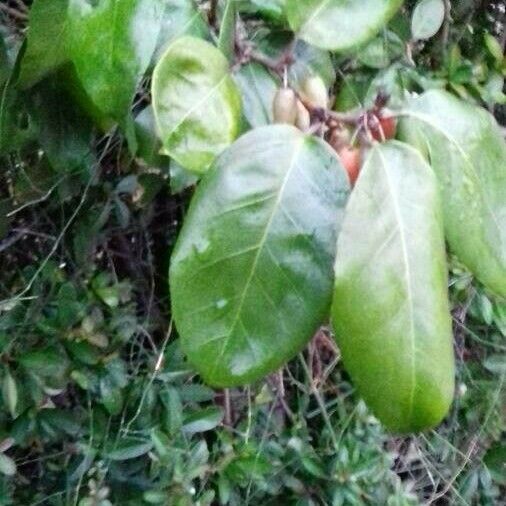 Elaeagnus pungens 葉