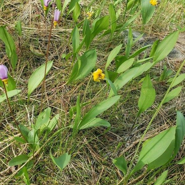 Erythronium grandiflorum Folha