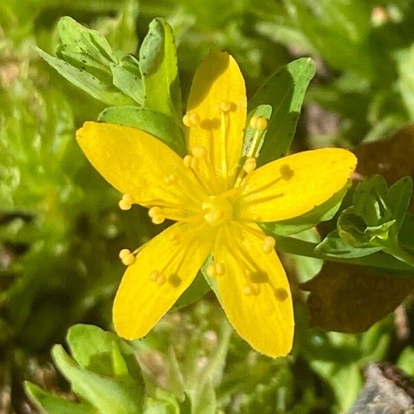 Hypericum humifusum Fiore