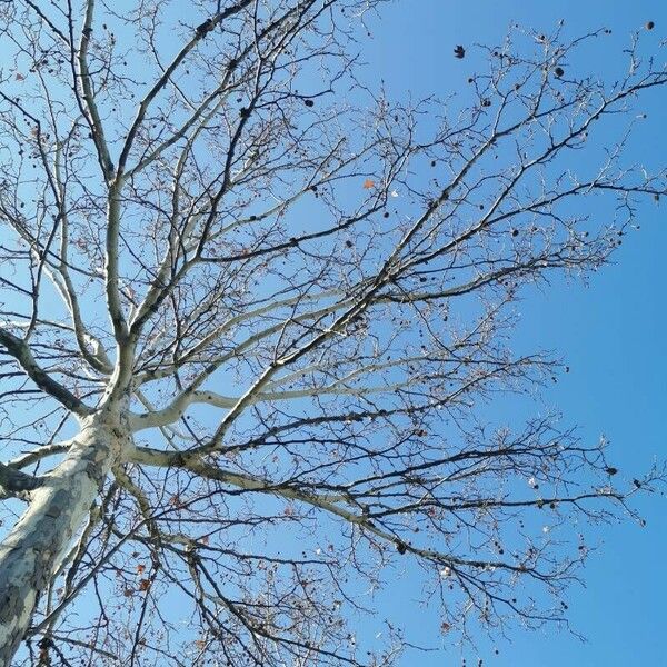 Platanus occidentalis 叶